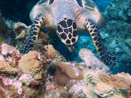Hawksbill Sea Turtle IMG 9139